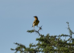 Macronyx aurantiigula