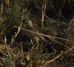 Cisticola brunnescens