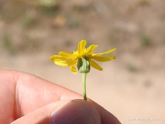Jacobaea minuta