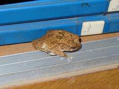 Sclerophrys regularis