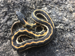 Thamnophis cyrtopsis ocellatus