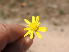 Jacobaea minuta