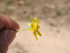 Jacobaea minuta