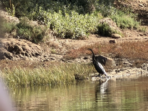 iNaturalist image