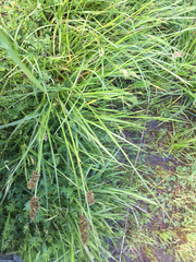 Carex densa