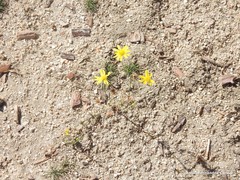 Jacobaea minuta
