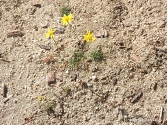 Jacobaea minuta