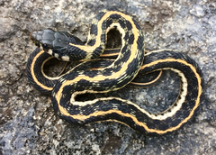 Thamnophis cyrtopsis ocellatus