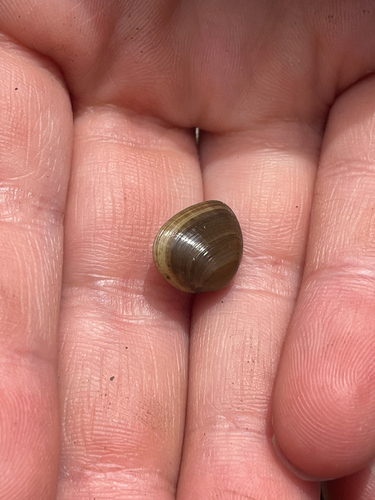 Sphaerium rhomboideum observed 2026-06-16