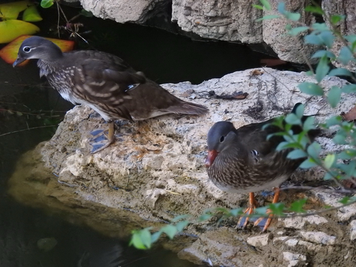iNaturalist: (c) Alex, some rights reserved (CC BY-NC), uploaded by Alex iNaturalist image