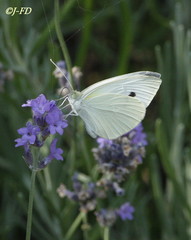 Pieris rapae