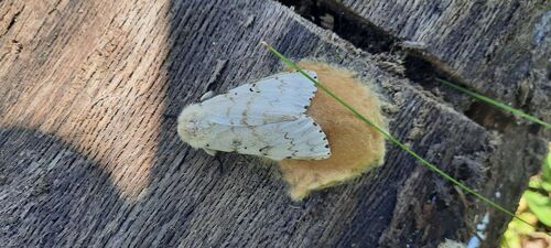 Spongy Moth