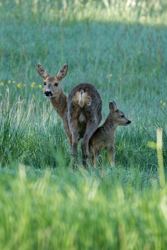 Western Roe Deer
