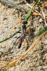 Ammophila sabulosa