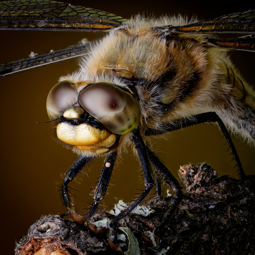 Four-spotted Skimmer photo 4