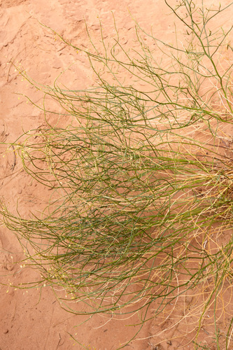 Gutierrezia microcephala