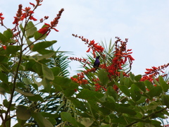 Cinnyris coccinigastrus