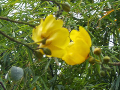 Cochlospermum religiosum