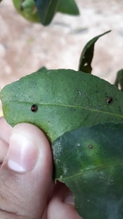 Hyperaspis circumclusa