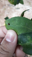 Hyperaspis circumclusa