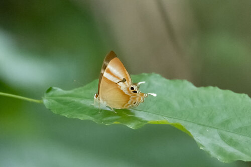 Malay Tailed Judy