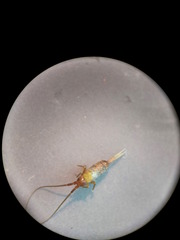 Pogonognathellus longicornis