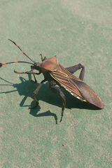 Pachylis acutangulus