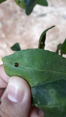 Hyperaspis circumclusa