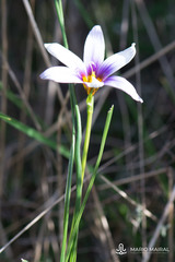 Romulea columnae grandiscapa