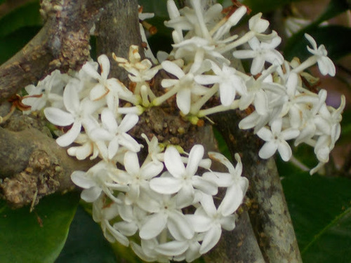 Pleiocarpa