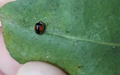 Hyperaspis circumclusa