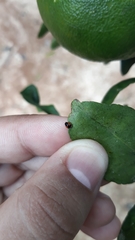Hyperaspis circumclusa