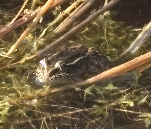 Northern Leopard Frog