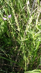 Physostegia intermedia