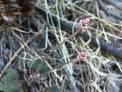 Heuchera glomerulata