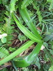Crinum stuhlmannii delagoense