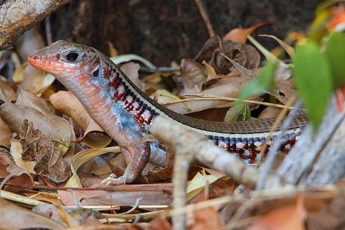 Karsten's Girdled Lizard