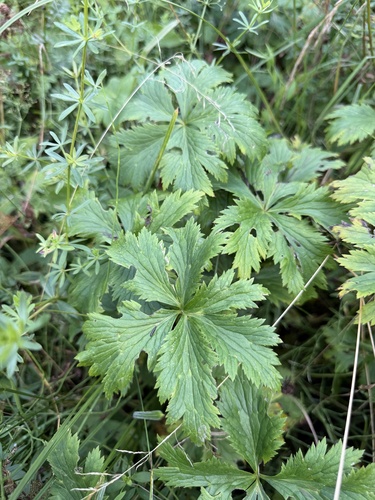 European Globeflower