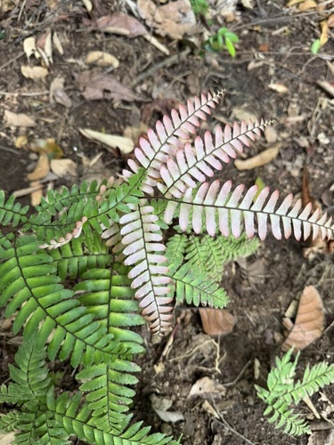 Adiantum tetraphyllum observed 2026-07-23