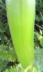 Crinum stuhlmannii delagoense