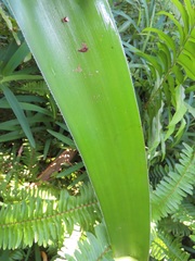 Crinum stuhlmannii delagoense