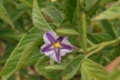 Solanum muricatum