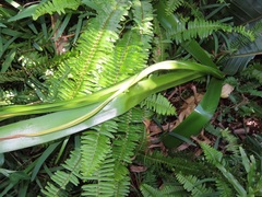 Crinum stuhlmannii delagoense