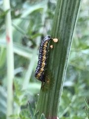 Depressaria daucella