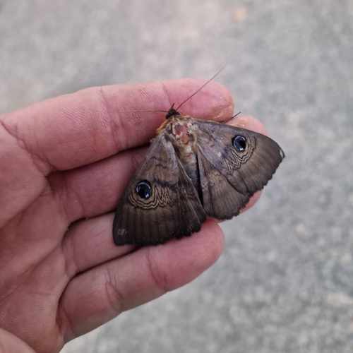 Southern Moon Moth