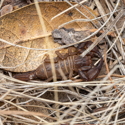 Pseudouroctonus apacheanus