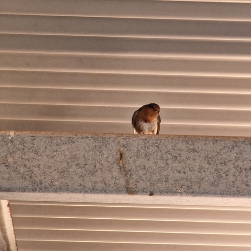 Welcome Swallow