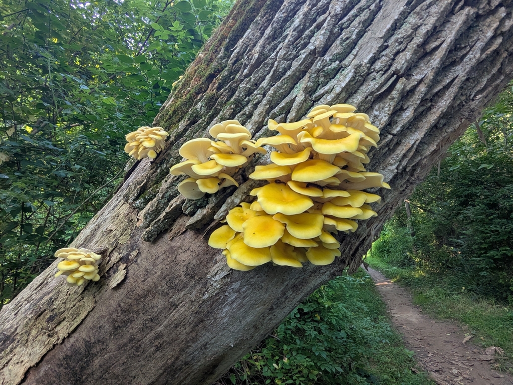 Golden Oyster Mushroom · July 2026 · photo: Photo: (c) Hannah Jones, some rights reserved (CC BY) · iNaturalist