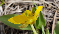 Ranunculus glaberrimus ellipticus