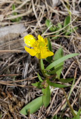 Ranunculus glaberrimus ellipticus